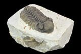 Adrisiops Weugi Trilobite - Recently Described Phacopid #120027-3